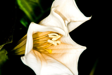 Toloache, pricklyburr, famous holy plant with flowerの写真素材