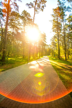 forest at the Baltic coast in Poland in back light