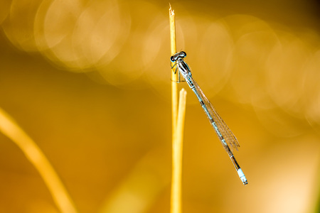 Azure Damselfly sitting on grass near a pondの写真素材