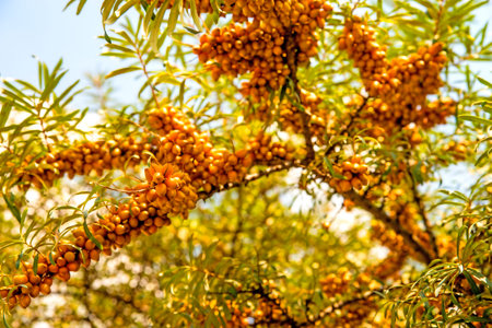 common sea-buckthorn fruits