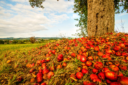 heap of apples at a tree trunk with landscape