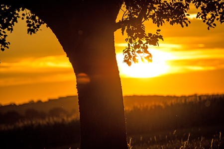 Sunset in summertime with treeの写真素材