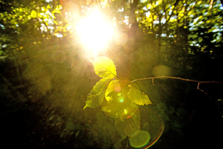 beech leaf in back lightの写真素材