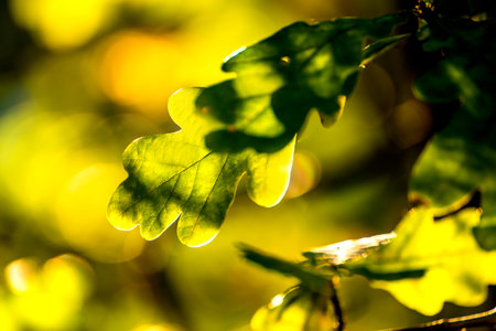 Oak leaf in back light