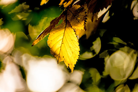 beech leaves in back light