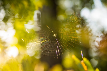spider web in back light