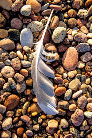 feather on a beachの写真素材