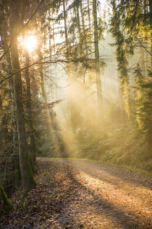 sun rays in a forestの写真素材