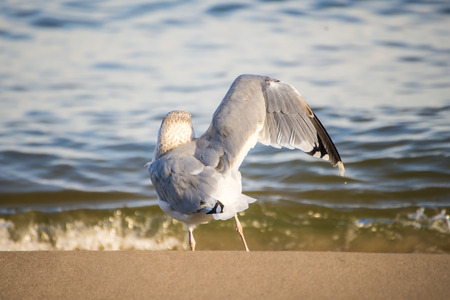 Black headed gull on a beach of the Baltic Sea spreaad its wingの写真素材