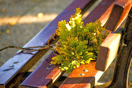 park bench in autumnal sun with oak branchの写真素材