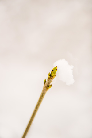 snowhat on a tree budの写真素材