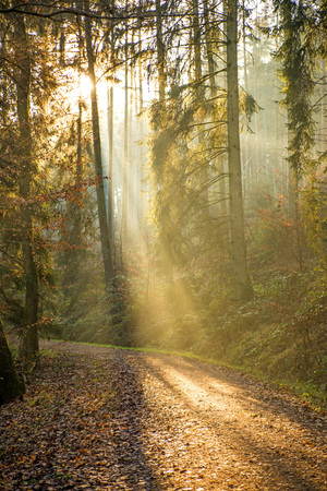 sun rays in a forestの写真素材