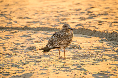herring gull on a beach of the Baltic sea in the evening sun