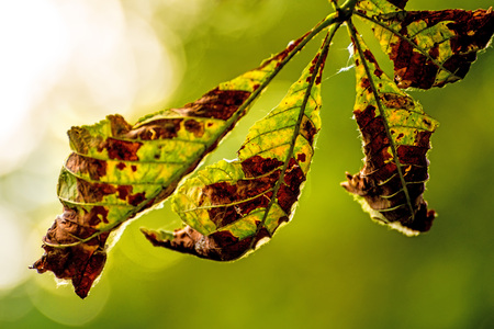 chestnut leaf in back lightの写真素材