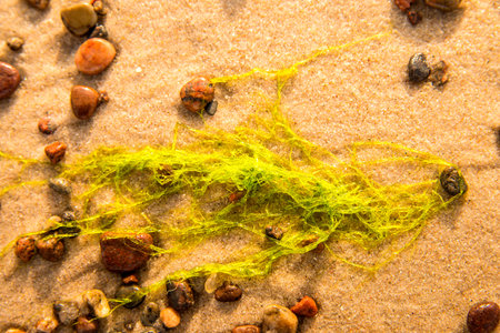sea lettuce, alga, on a beach of the Baltic sea
