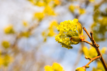 maple blossom in spring in Poland