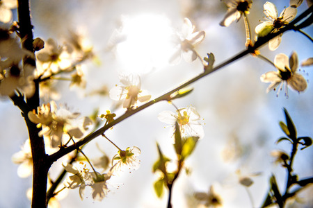 mirabelle blossom in back lightの写真素材