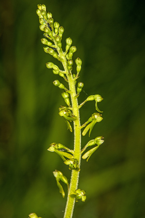 Twayblade, orchid of the German floraの写真素材