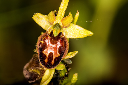 bee orchid in Germanyの写真素材