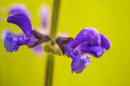 wild sage with flowerの写真素材