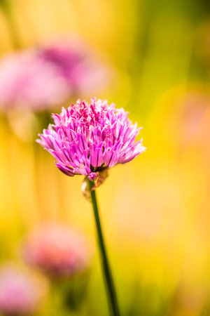 blooming chive in spring with blurred yellow backgroundの写真素材