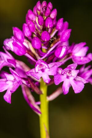 Pyramidal Orchid, German wild orchidの写真素材
