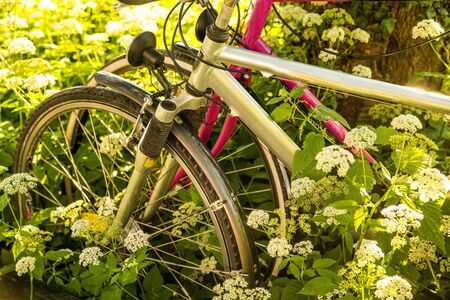 bicycles hidden behind ground elderの写真素材