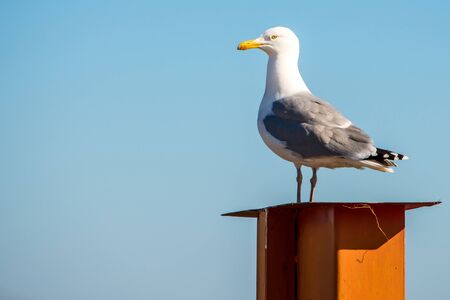 herring gull on a chimneyの写真素材