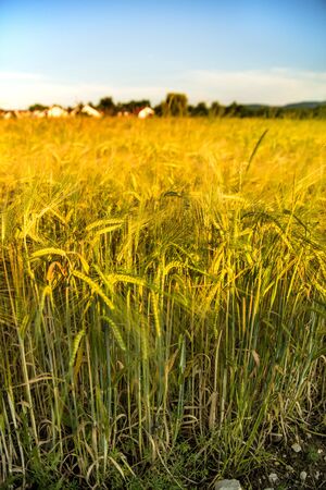 barley, field with growing plants in summer in Germanyの写真素材