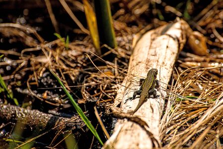 Lizard on a tree in Polandの写真素材