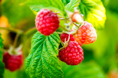 raspberry, macro of a ripe fruit