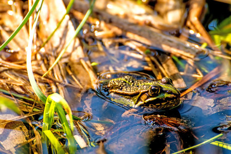 water frog in a moor reserve in Poland