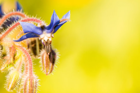 bee on flower of a borage