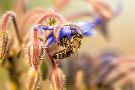 bee on flower of a borageの写真素材