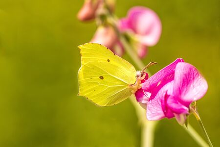 brimstone butterfly on vetch flowerの写真素材