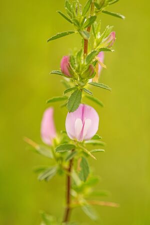 Spiny Restharrow, medicinal plant with flowerの写真素材
