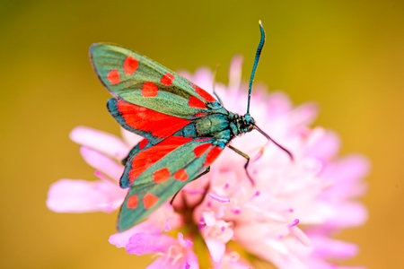six-spot burnet on a flower of a field scabious