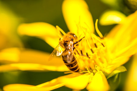 honey bee on a yellow flower in summer in Germany