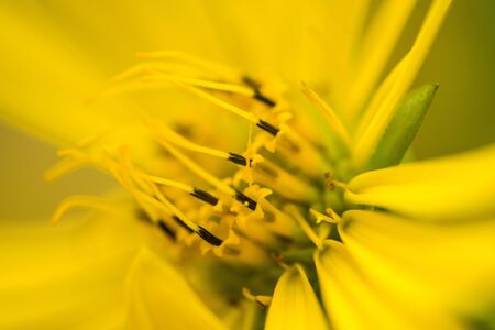 yellow flower of a compass plantの写真素材