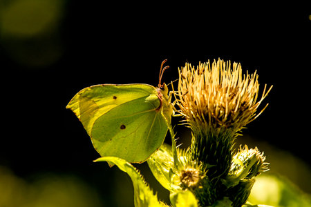 brimstone butterfly on a thistle flowerの写真素材