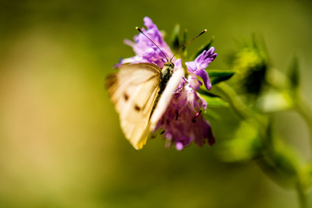 cabbage butterfly on flower of a field scabiousの写真素材