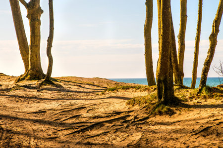 Baltic Sea in Poland with pines and dunesの写真素材