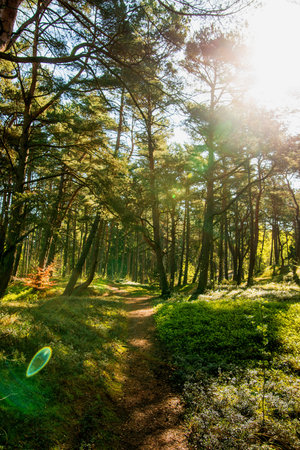 forest at the Baltic sea in Polandの写真素材