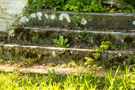 old, medieval stairs with greenの写真素材