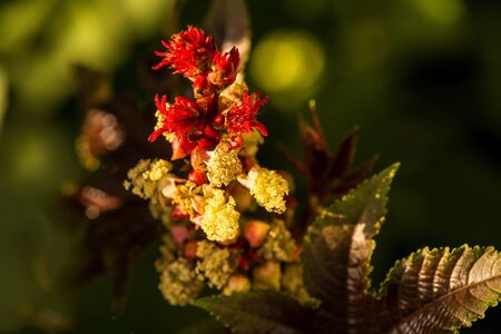 castor-oil plant with leaves and flowerの写真素材
