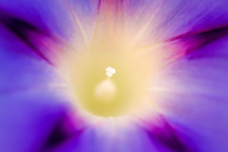 morning glory, drug of the aztecsの写真素材