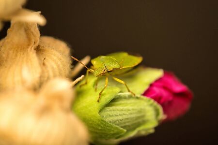 green shield bug on a mallow flowerの写真素材