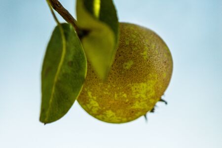 cider pear on a treeの写真素材