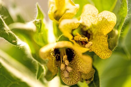 black henbane, medieval medicine plant with flowerの写真素材