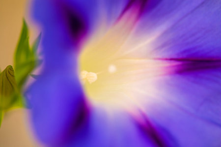 morning glory, drug of the aztecsの写真素材